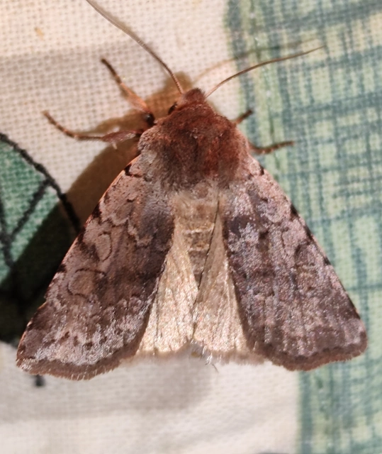 Cerastis rubricosa - vörhenyes tavaszibagoly