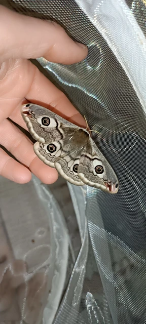 Saturnia pavoniella/pavonia