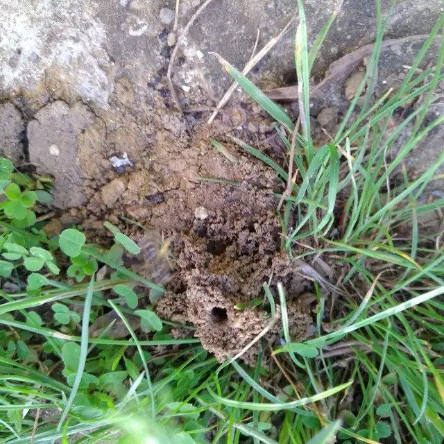 Hymenoptera - Hártyásszárnyúak Hymenoptera - Hártyásszárnyúak