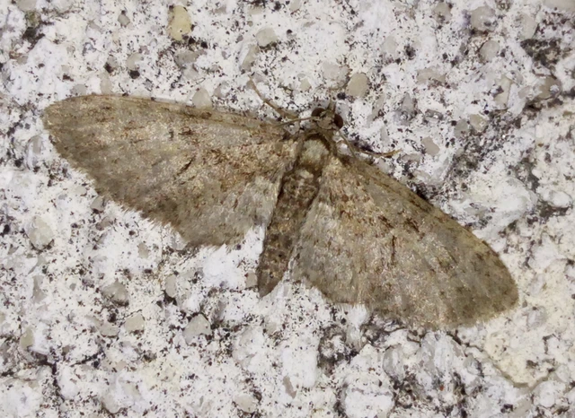 Eupithecia abbreviata - korai törpearaszoló