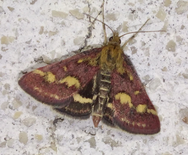 Pyrausta purpuralis - közönséges bíbormoly