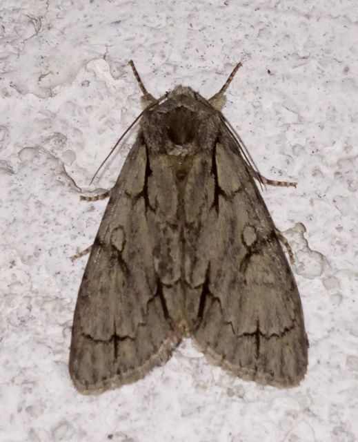 Acronicta cuspis/tridens/psi