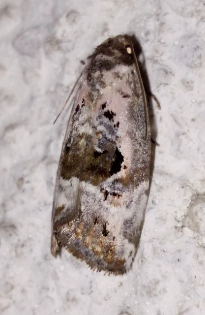 Hapalotis venustula - rózsaszínű mázasbagoly