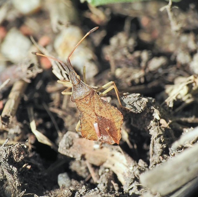 Syromastus rhombeus - vitorlás karimáspoloska