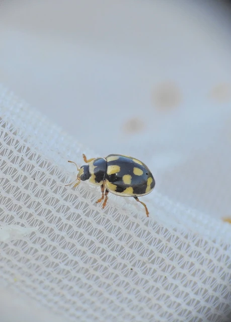 Propylea quatuordecimpunctata - tizennégypettyes füsskata