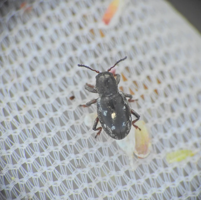 Pachnephorus villosus - közönséges fövenylevelész