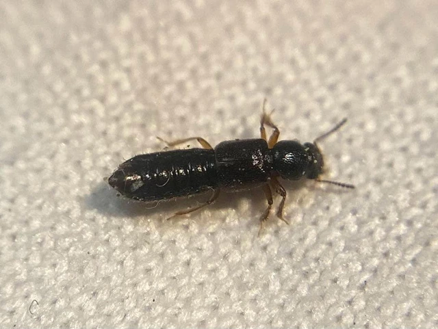 Bledius gallicus - kis ásóholyva Bledius gallicus - kis ásóholyva