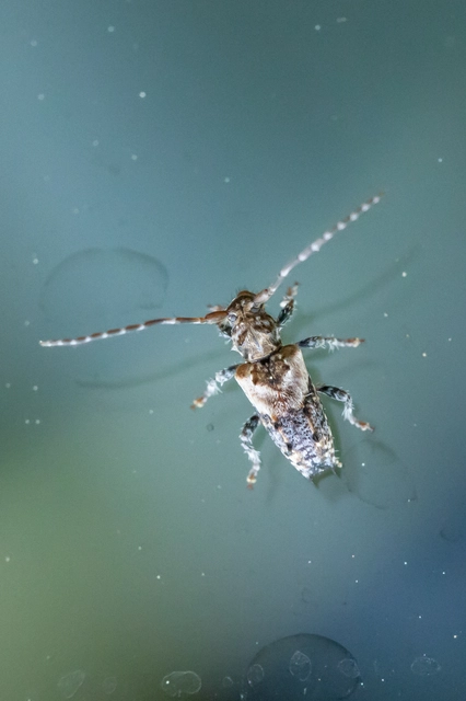 Pogonocherus hispidus - kéttövises ecsetcincér