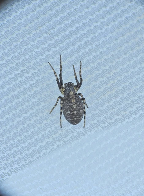 Araneae - Pókok