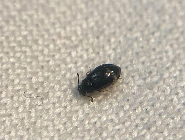 Proteinus ovalis - széles sutaholyva
