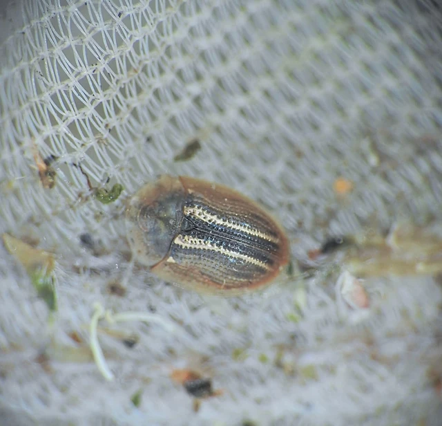 Cassida nobilis - díszes pajzsbogár Cassida nobilis - díszes pajzsbogár