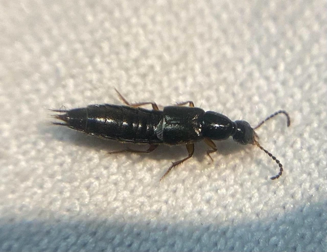 Philonthus quisquiliarius - zöldfényű ganajholyva