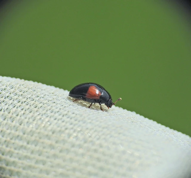Tritoma bipustulata - feketenyakú tarbogár