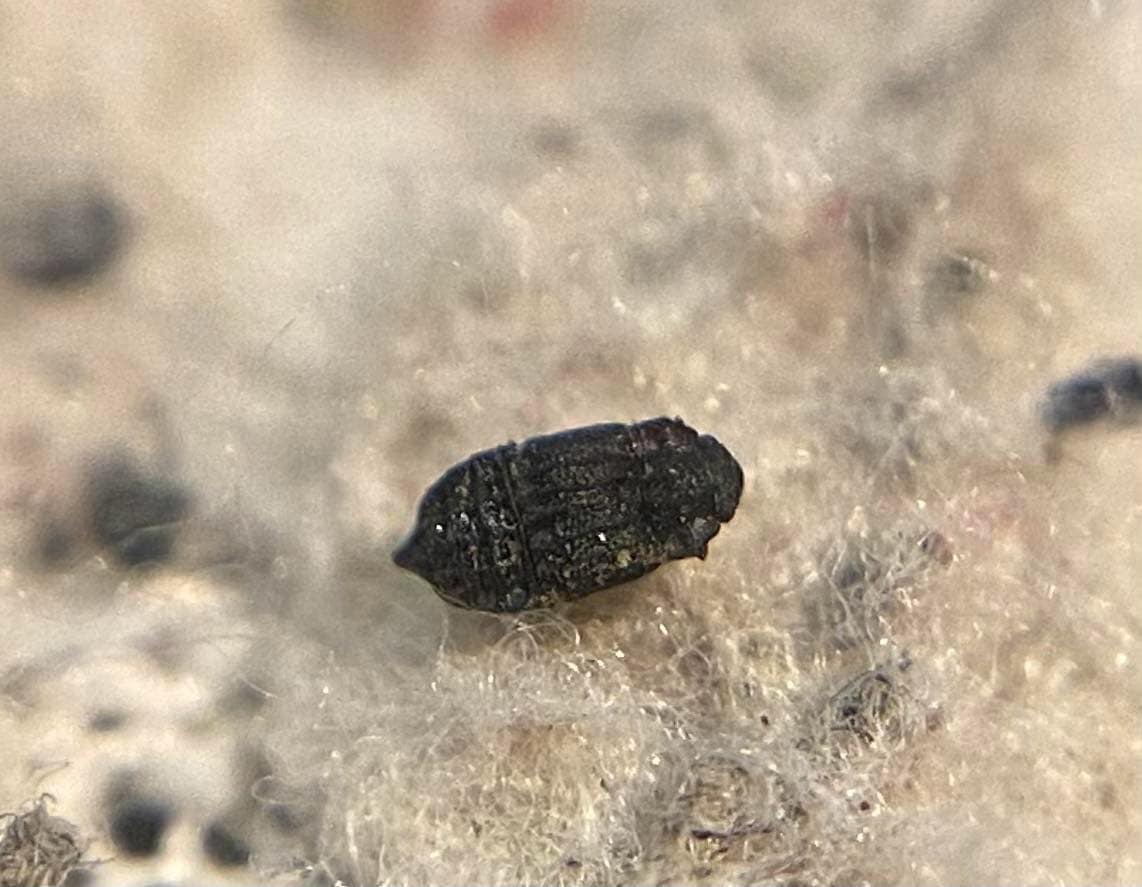 Micropeplus porcatus - érdes bordásholyva