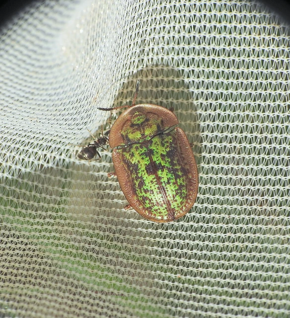 Cassida canaliculata - karimás pajzsbogár Cassida canaliculata - karimás pajzsbogár
