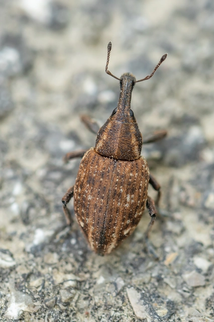 Lepyrus capucinus - pettyes fűzormányos