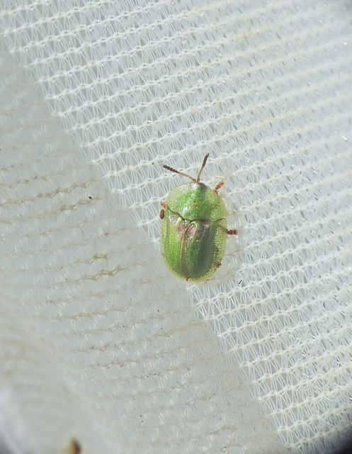 Cassida Cassida