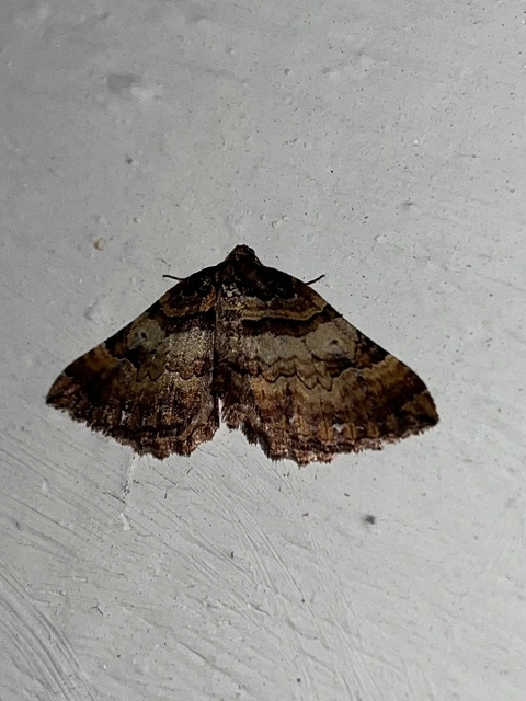 Earophila badiata - csipkerózsa-araszoló
