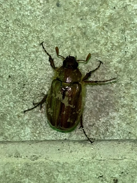Holochelus vernus - tavaszi cserebogár