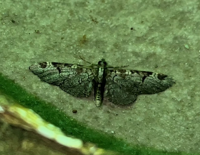 Eupithecia insigniata - hálózatos törpearaszoló