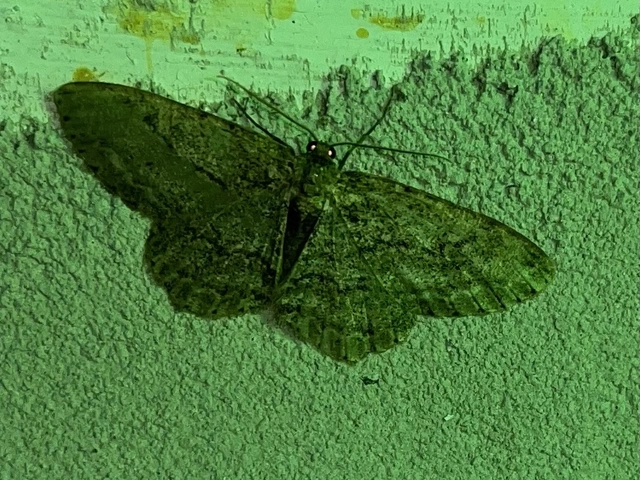 Ectropis crepuscularia - avararaszoló