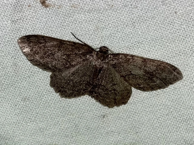 Ectropis crepuscularia - avararaszoló
