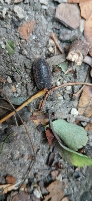 Isopoda - Ászkarákok