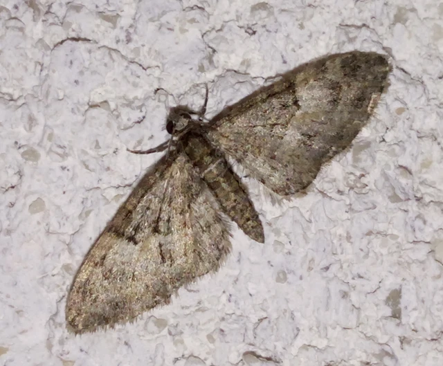 Eupithecia dodoneata - tölgy-törpearaszoló