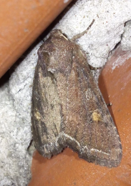 Lacanobia oleracea - saláta-kertibagoly