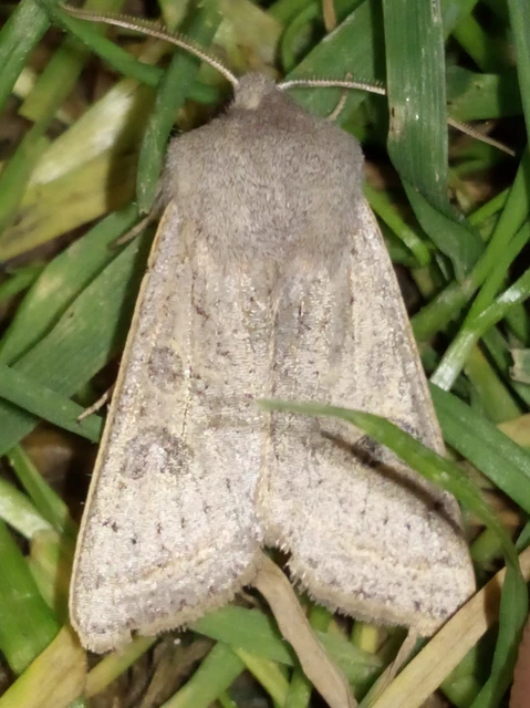 Orthosia gracilis - karcsú barkabagoly