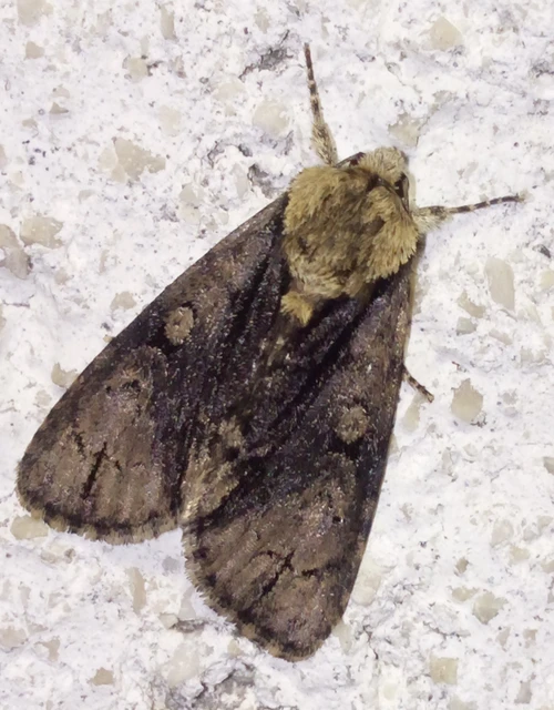 Acronicta alni - éger-szigonyosbagoly