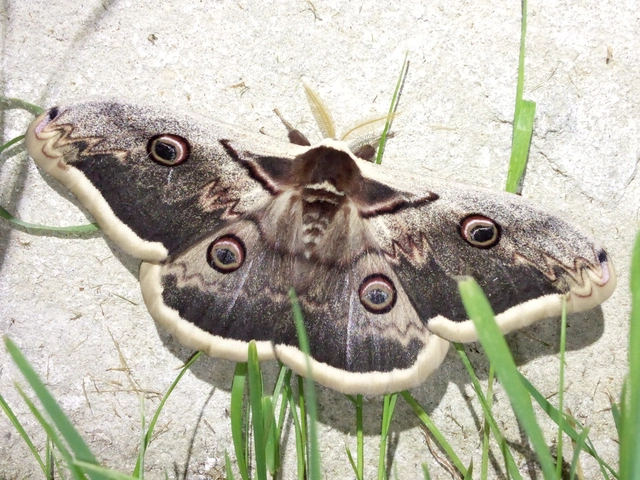 Saturnia pyri - nagy pávaszem