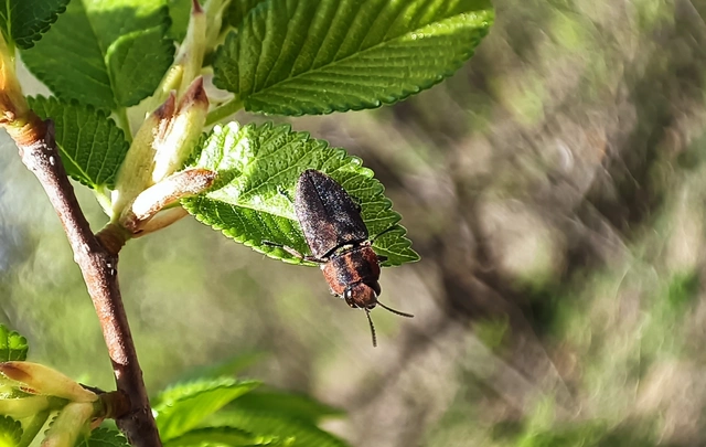 Anthaxia manca - sávosnyakú virágdíszbogár