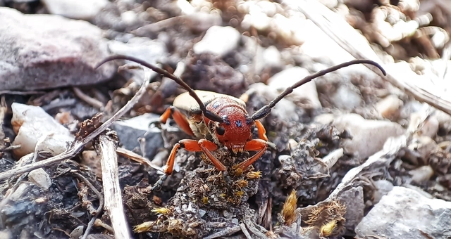Phytoecia argus - árgusszemű cincér
