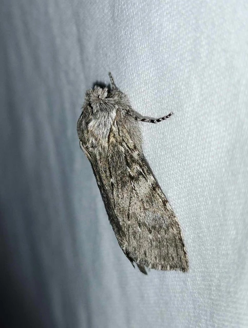 Dicranura ulmi - szilfa-púposszövő