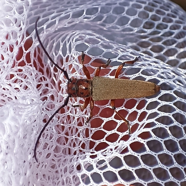 Phytoecia argus - árgusszemű cincér