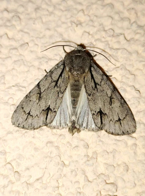 Acronicta cuspis/tridens/psi