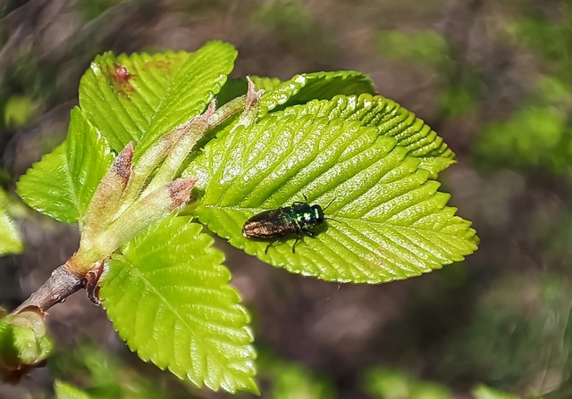 Anthaxia podolica - podóliai virágdíszbogár