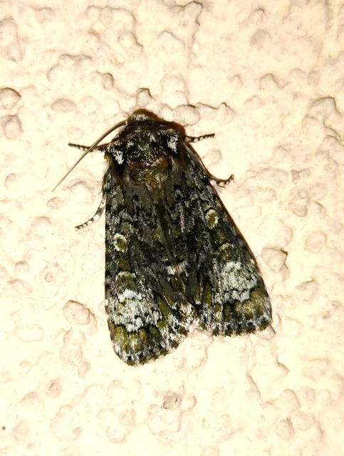 Craniophora ligustri - fagyalbagoly