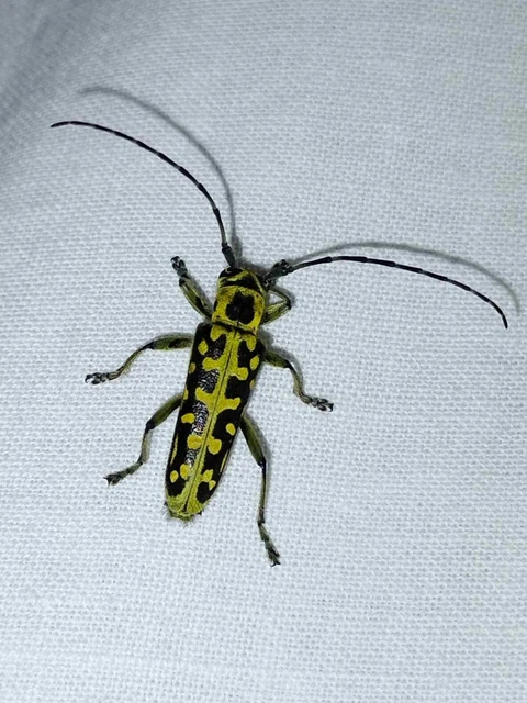 Saperda scalaris - létracincér