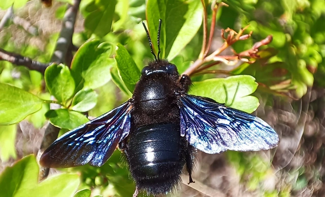 Xylocopa