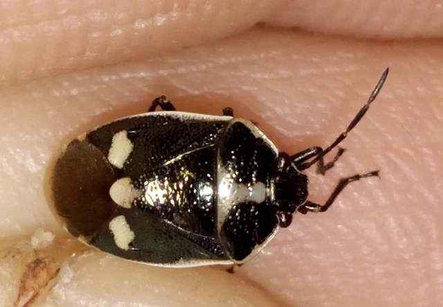 Eurydema oleracea - paréjpoloska Eurydema oleracea - paréjpoloska
