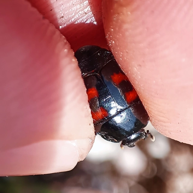 Hister quadrimaculatus - közönséges sutabogár