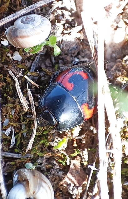 Hister quadrimaculatus - közönséges sutabogár