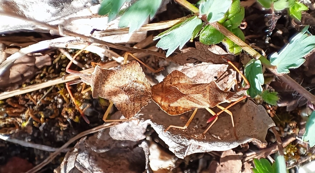 Syromastus rhombeus - vitorlás karimáspoloska