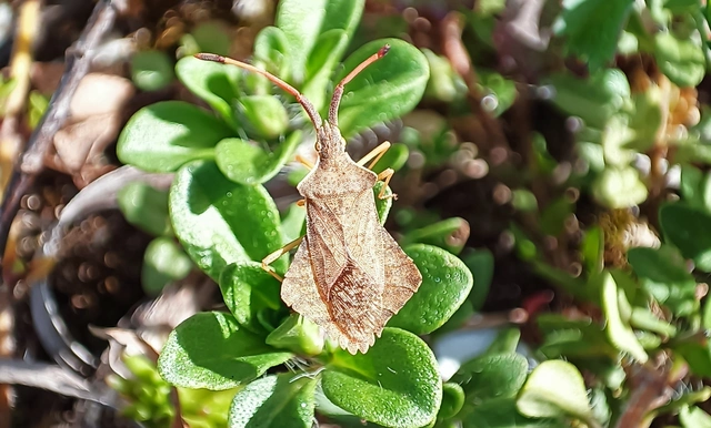 Syromastus rhombeus - vitorlás karimáspoloska