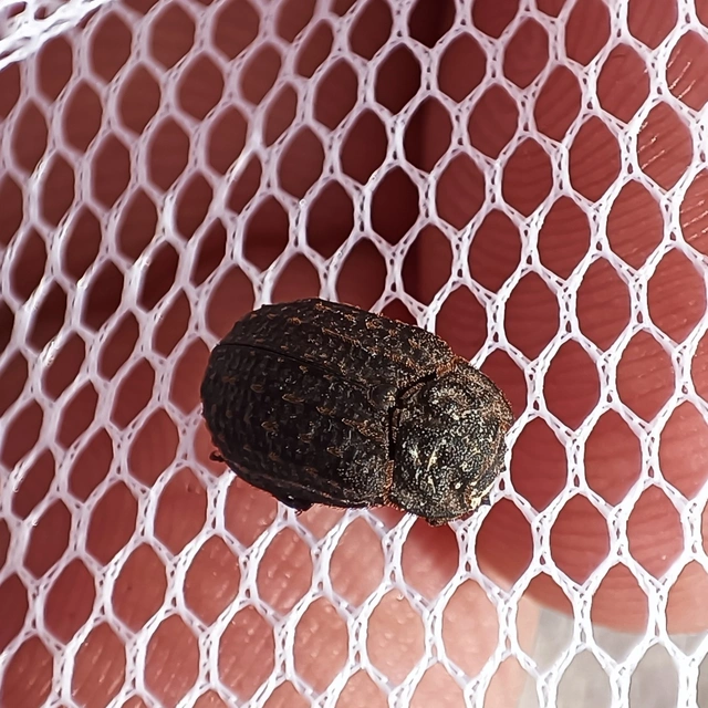 Trox sabulosus - közönséges irhabogár