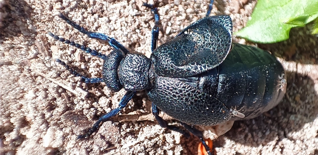 Meloe cicatricosus - óriásnünüke
