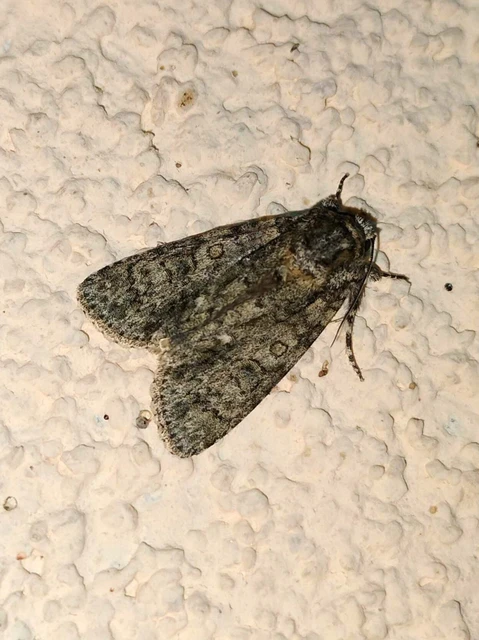 Acronicta rumicis - sóska-szigonyosbagoly