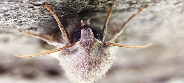 Orthosia cerasi - közepes barkabagoly
